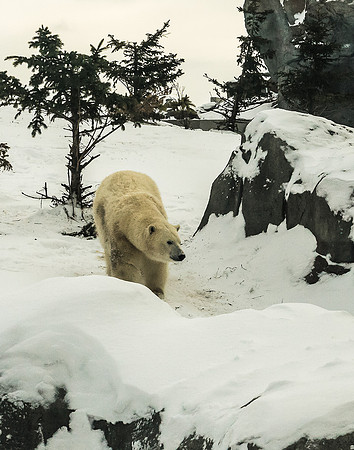 Bear in the Rocks