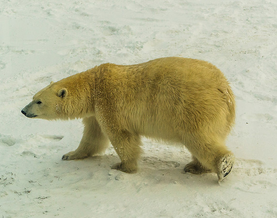 Polar Bear