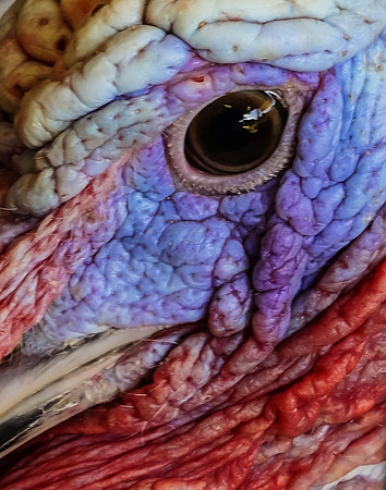 Turkey Stare Down
