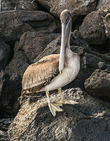 Pelican