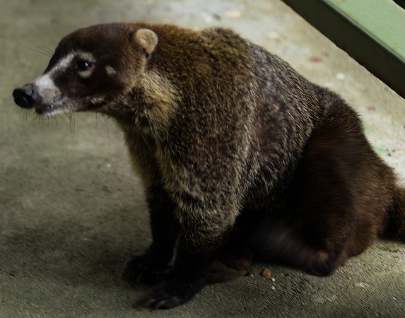 Coati