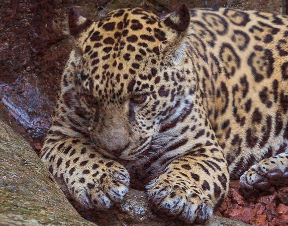 Leopard