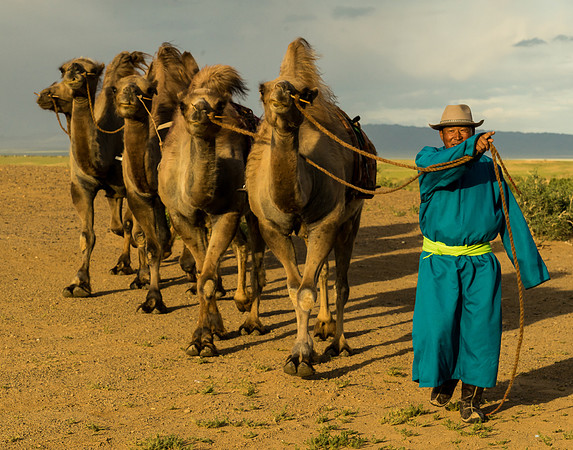 Bringing the Camels Home