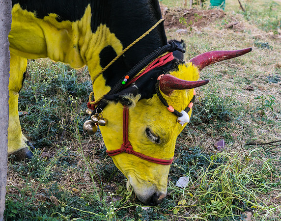 Sacred Cow