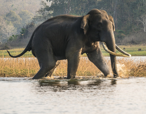 Big Tusker