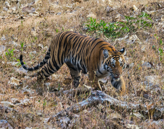 Tiger Stealth