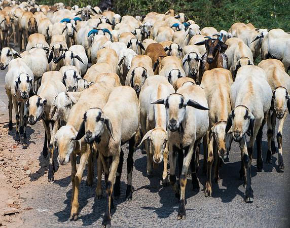 Herd of Goats