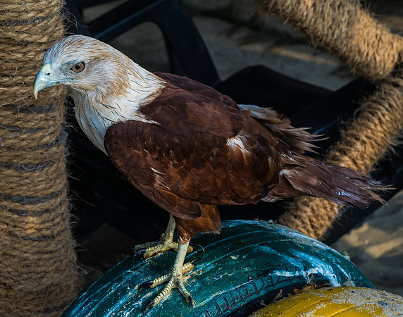 Fish Eagle