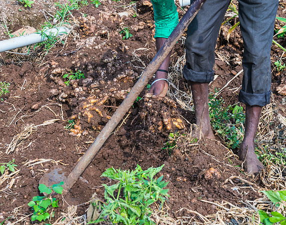 They must be careful not to damage the roots