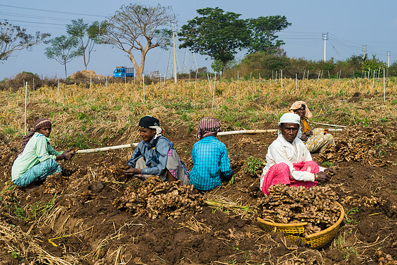 Women gather the roots and remove the soil