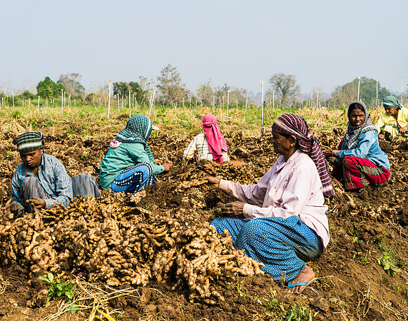 The women pile the cleaned ginger to be taken to the next sorting point