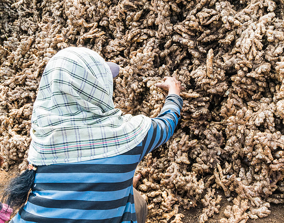The work is all done by hand by men and women in the field before taken to market