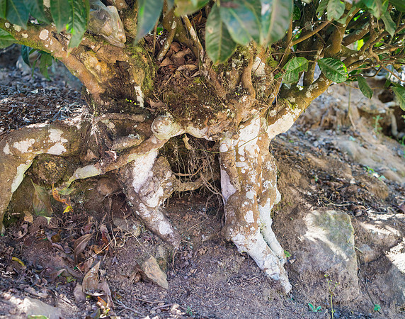 The roots of the tea trees are massive and go deep into the soil