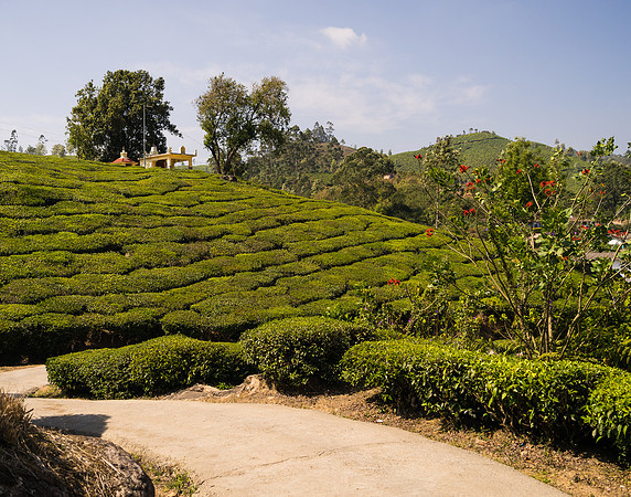 Then we  headed out into the tea plantation for an afternoon trek