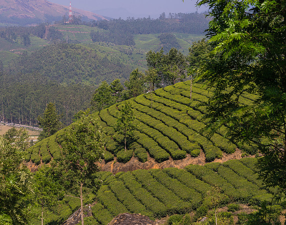 The higher up the mountain, the better the quality of the tea