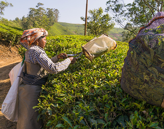 Only women harvest the leaves as they are thought to have the needed patience