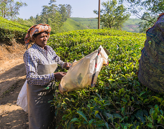 Every ten days the tea leaves are harvested from the trees