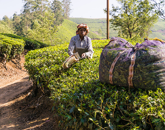 The women use large shears with a bag attached for collection of the leaves