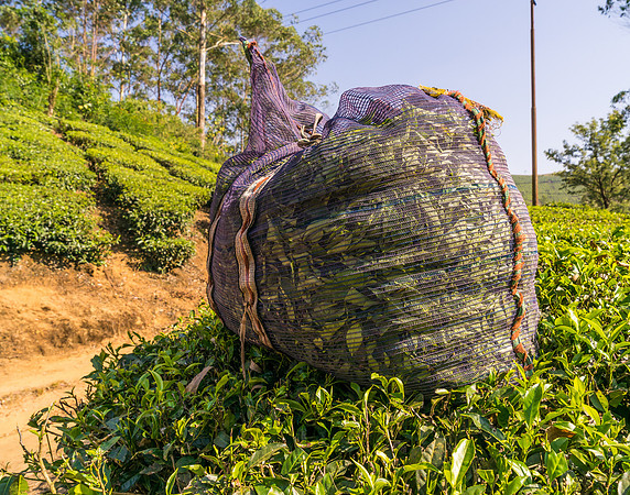 Each woman is expected to harvest 100 kilos of leaves per day