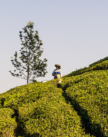 The tea trees are kept short so the leaves are more easily harvested