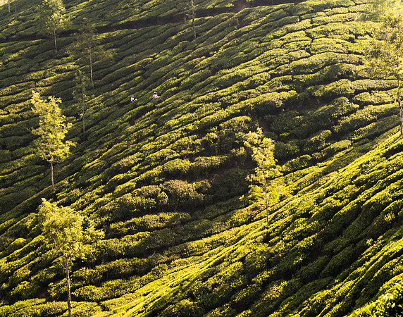 But most often they work on the steep sides of the hills