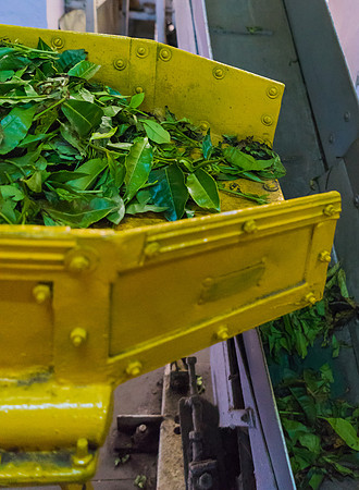 We visited the Tea Museum where we saw the manufacturing process