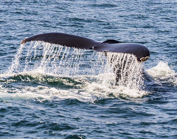 Whale Tale